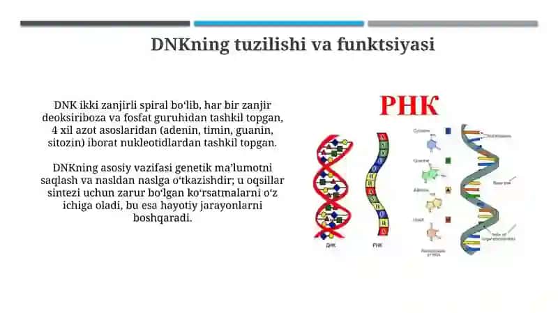 Oqsil biosintezida DNK va RNKni roli 4