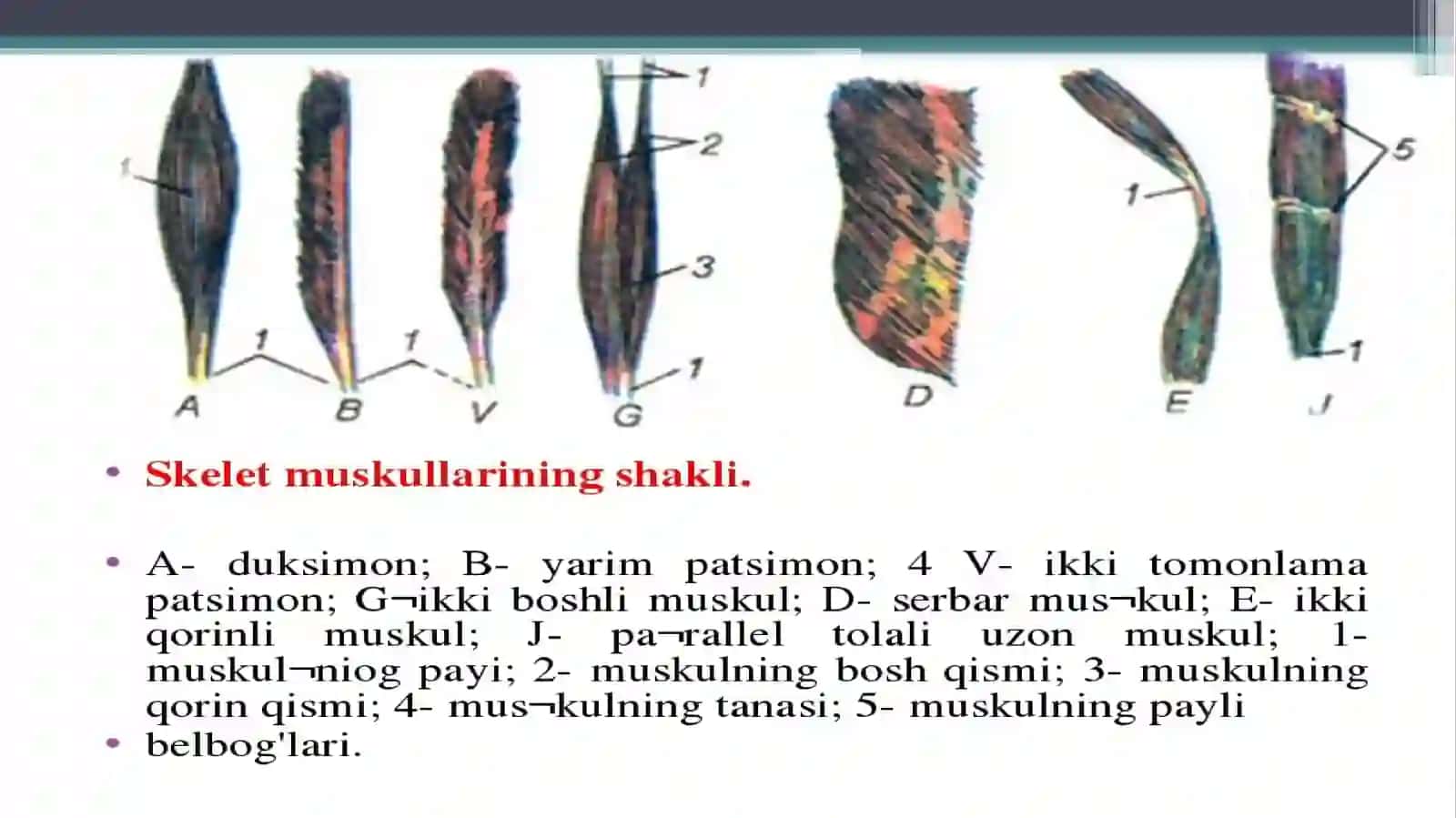 Muskullar haqida ma’lumot 4