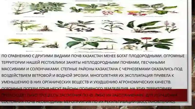 ЛЕКАРСТВЕННЫЕ РАСТЕНИЯ ИХ ОХРАНА 4
