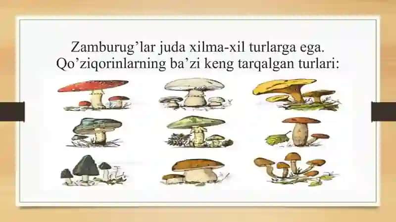 Zamburugʻlar dunyosi 4