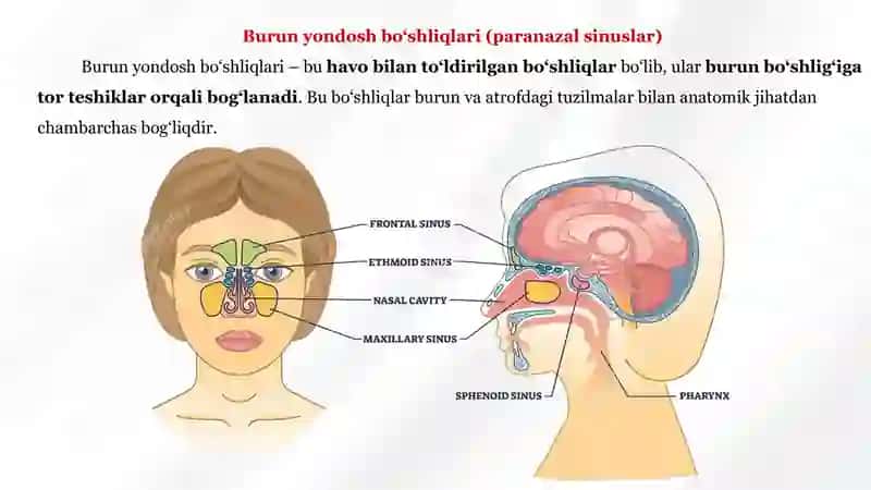 BURUN YONDOSH BO’SHLIQLARINING ORBITAL ASORATLARI 4