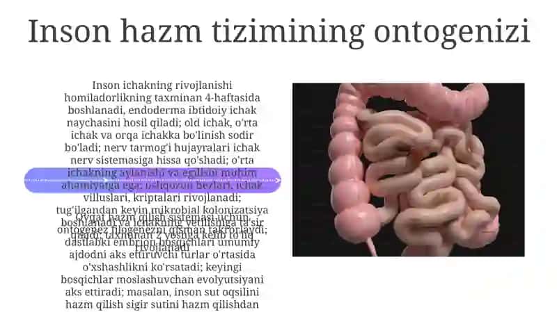 Hazm tizimi onto-filogenezi 4