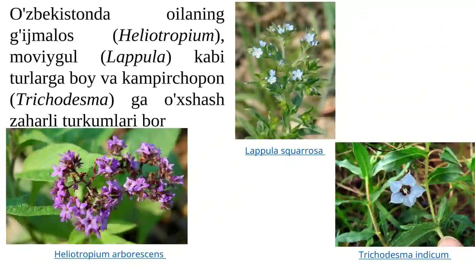 Kampirchaponnamolar (Gavzabonnamolar) qabilasi —Boraginales 4