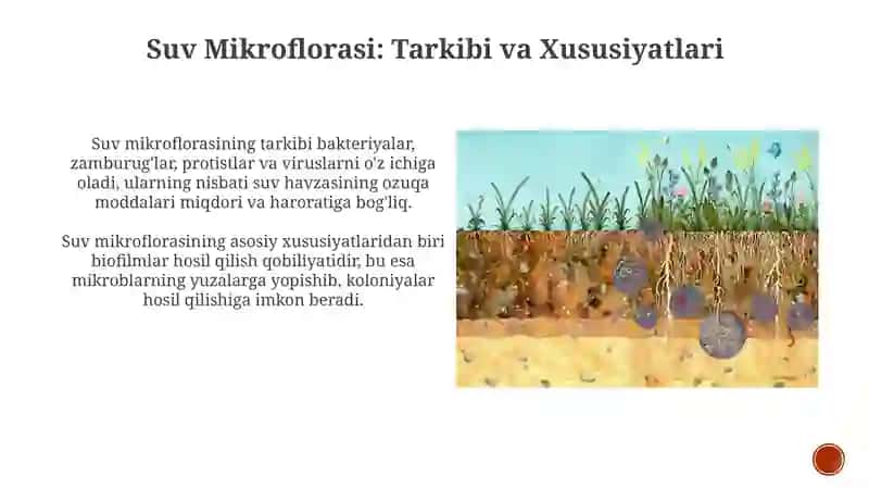 Atrof muhitda mikroblarning tarqalishi 4