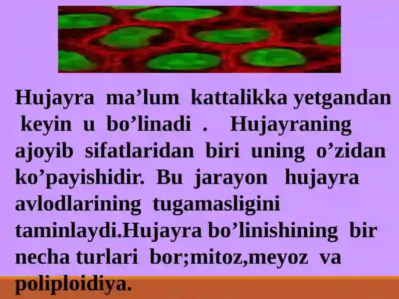 Hujayraning mitotik va hayotiy sikli 4