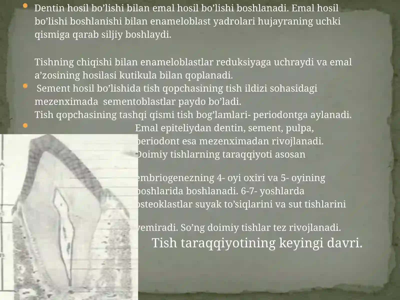 Tishlarning tuzilishi 4