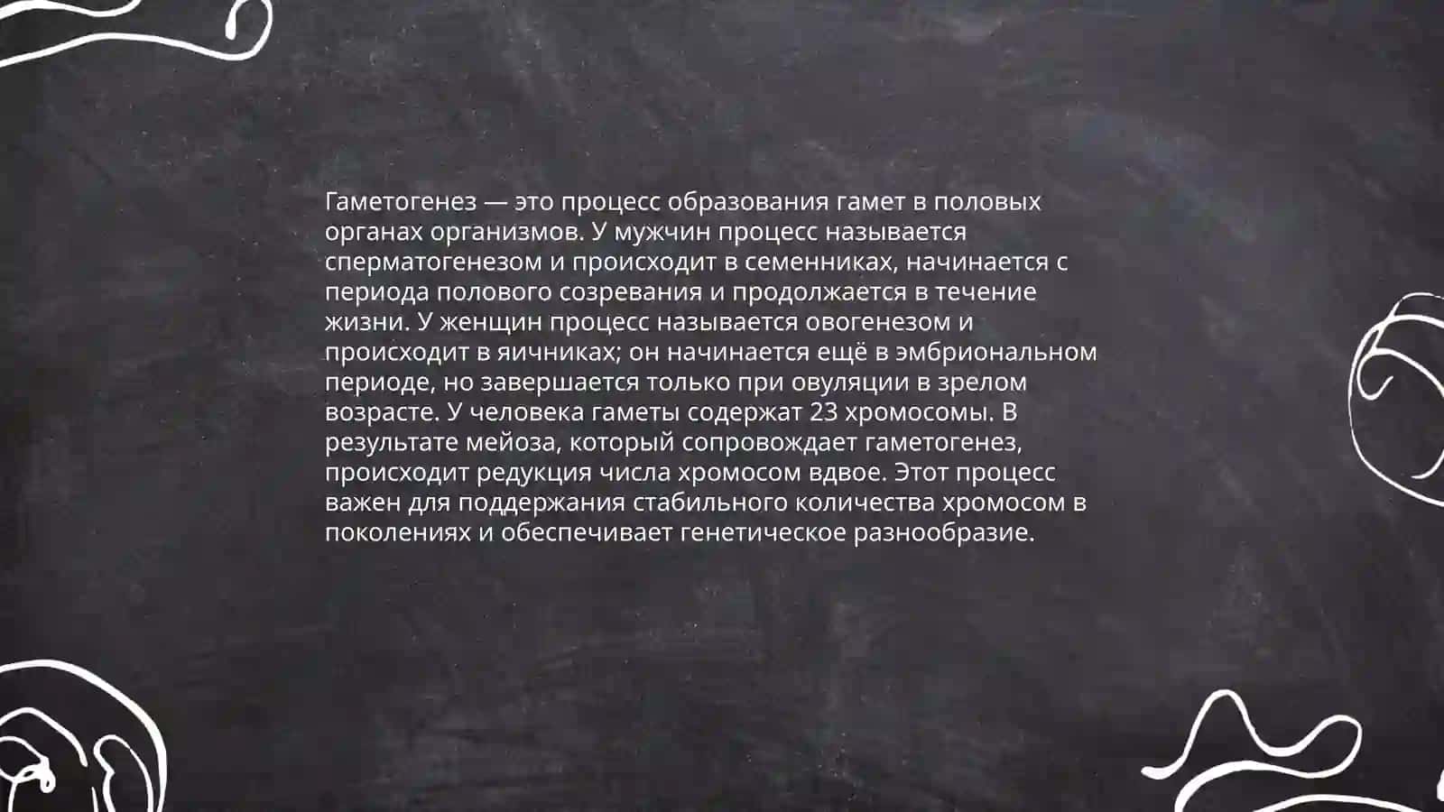 Основы эмбриологии человека 4