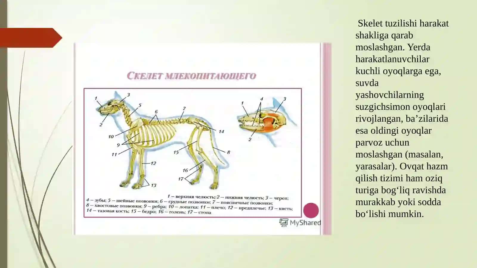 O’zbekiston“Qizilkitob”igakiritilgansutemizuvchihayvonlar 4