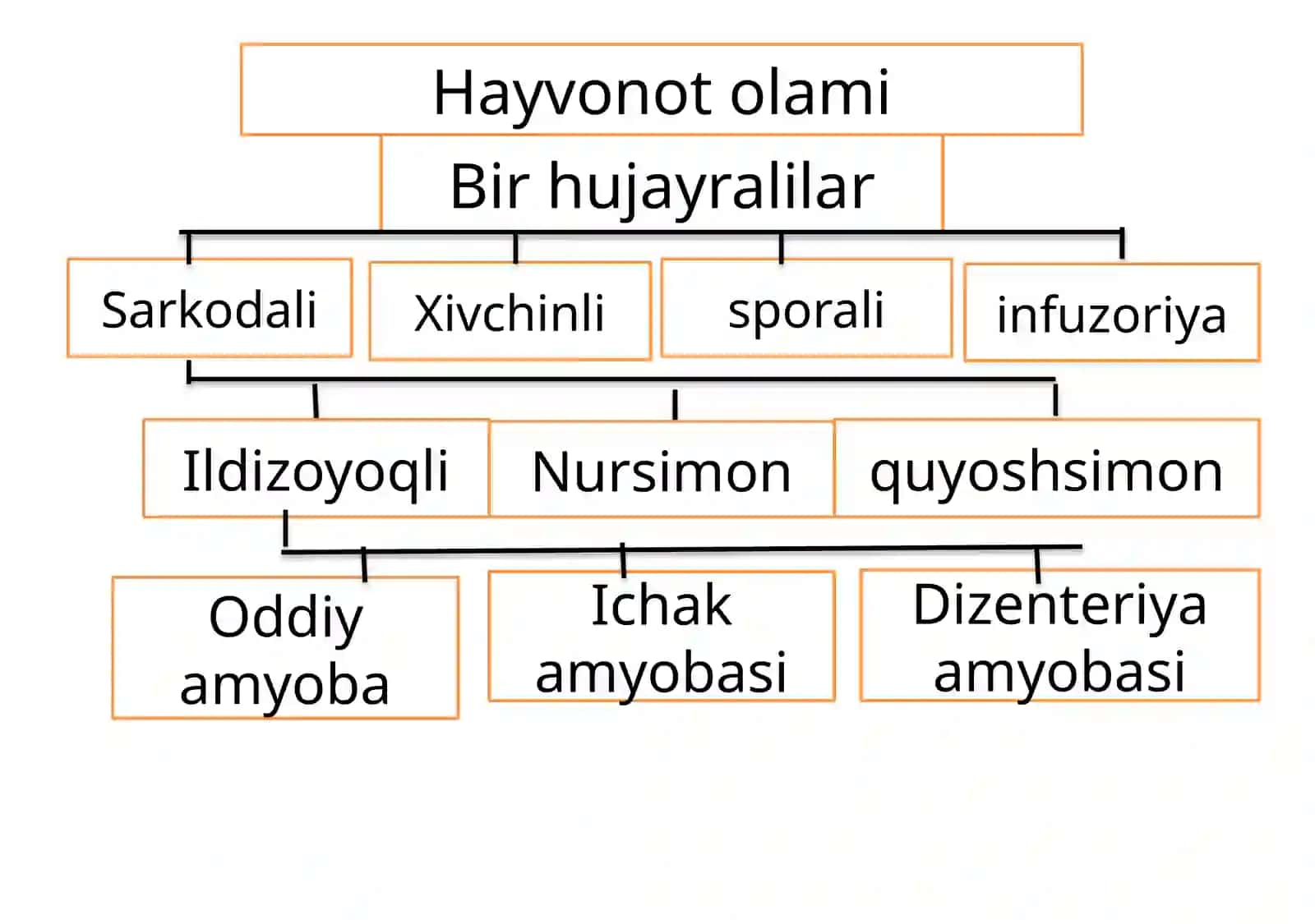 Soxta oyoqlilar sinfi 4