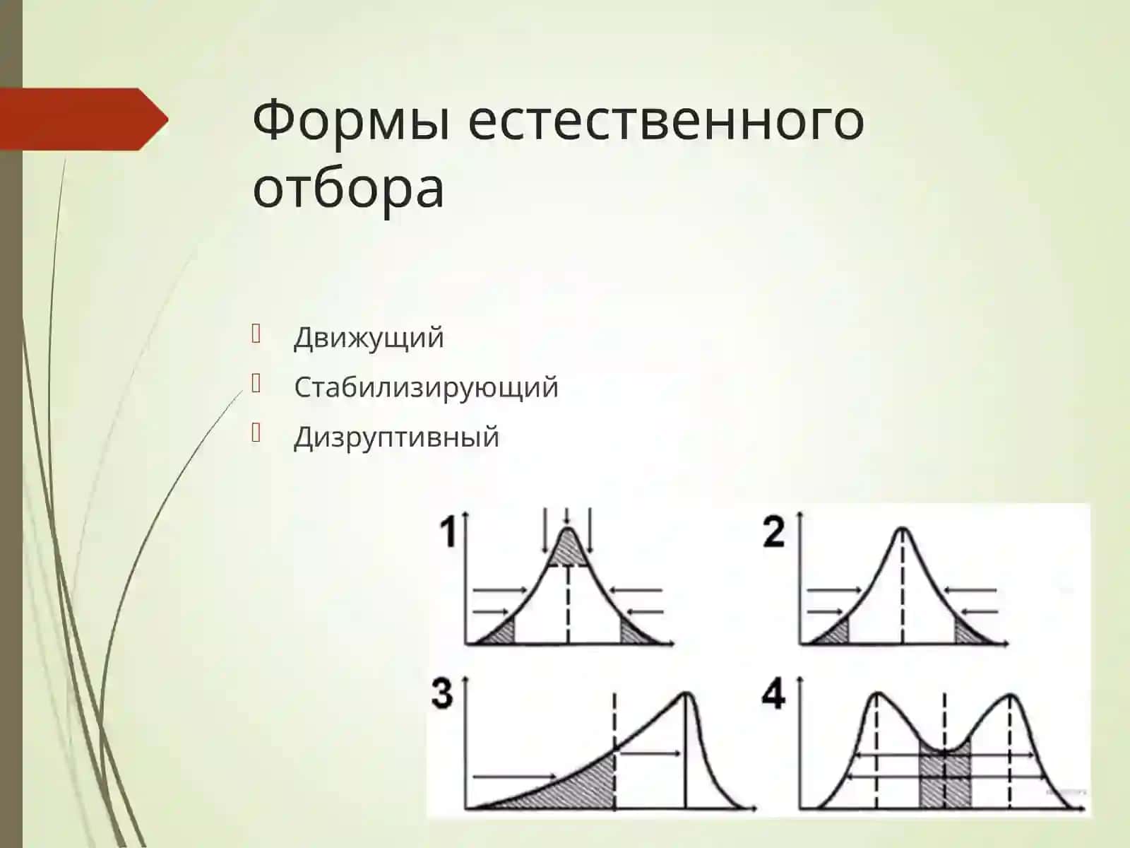 Естественный отбор и его значение в эволюции 4