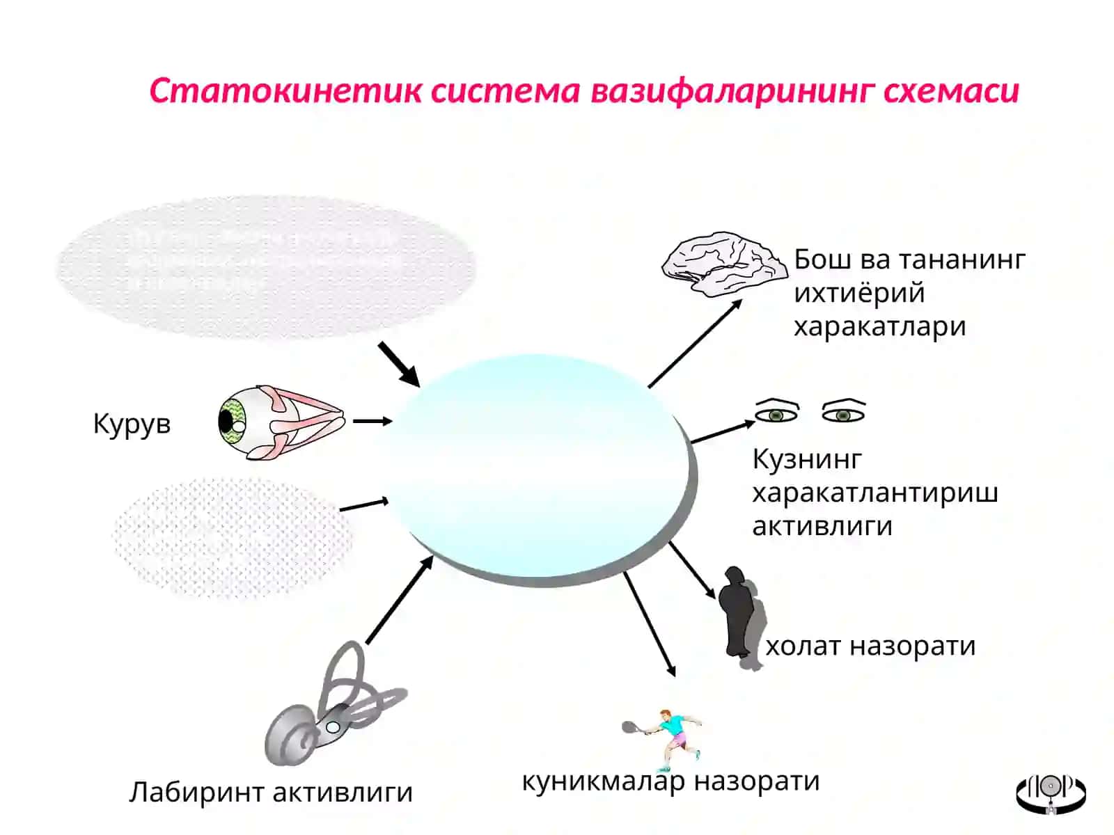 Вестибуляр анализатор 4