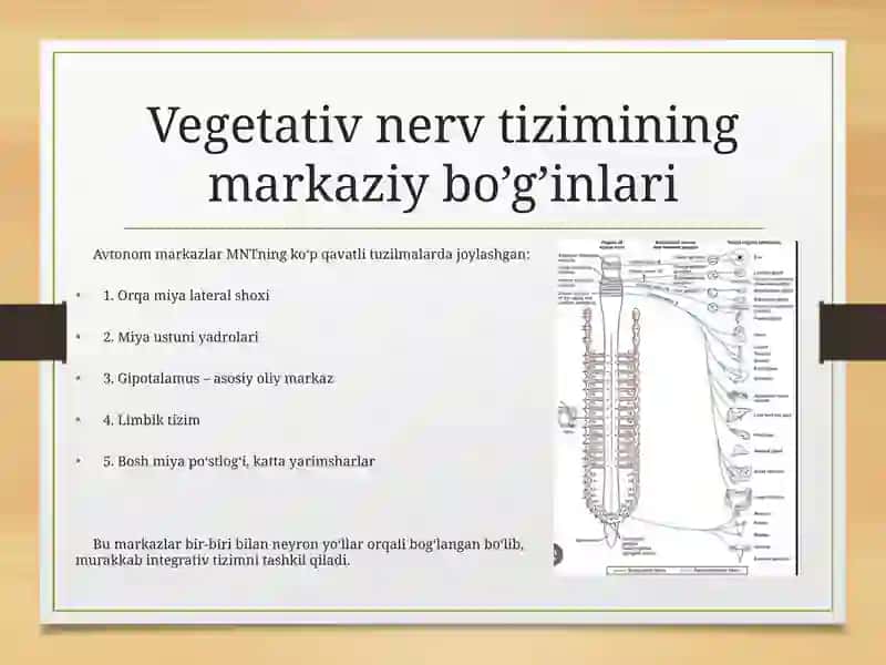 Vegetativ oliy markazlar va ularning funksional ahamiyati 4