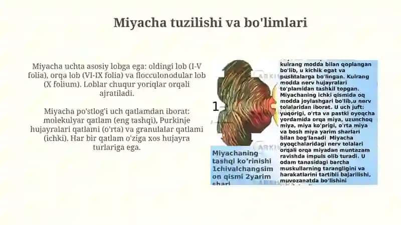Miyachaning rivojlanish anatomiyasi 4