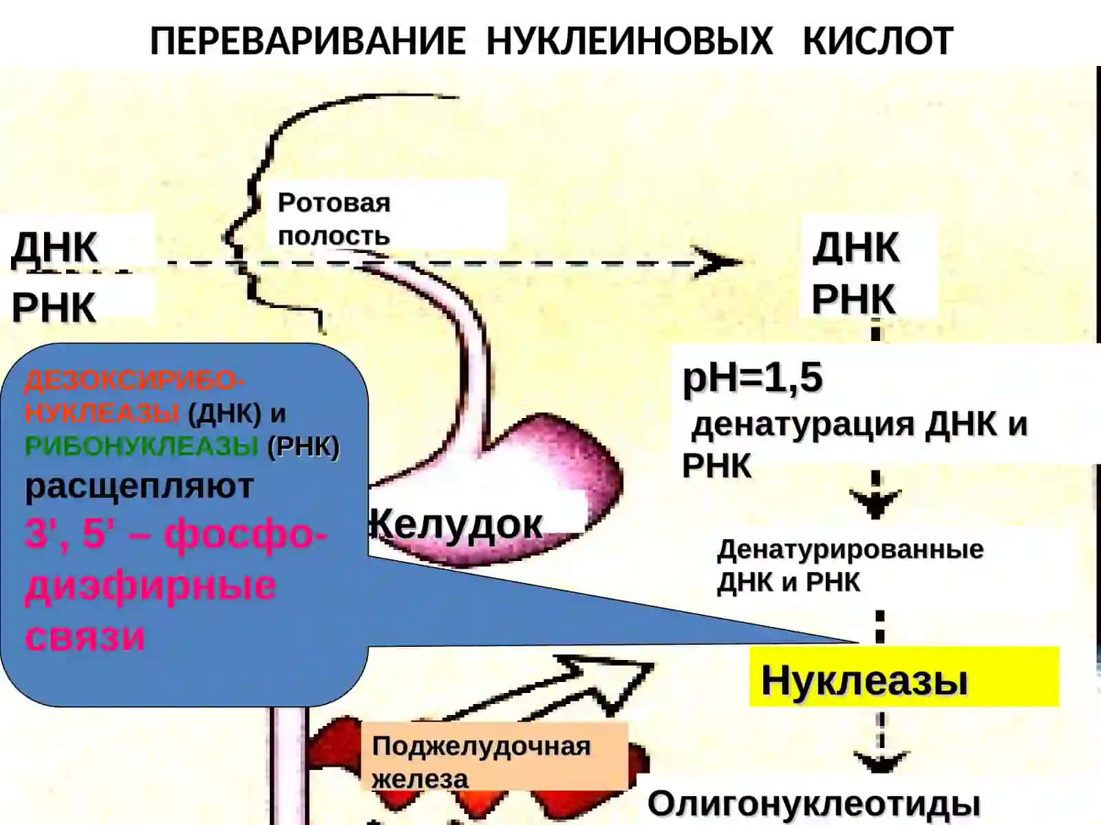 ОБМЕН НУКЛЕОТИДОВ 4