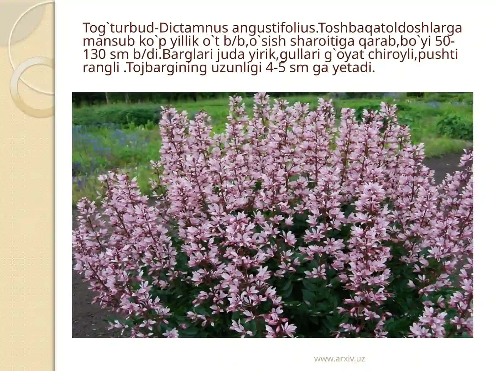Toshbaqatolnamolar 4
