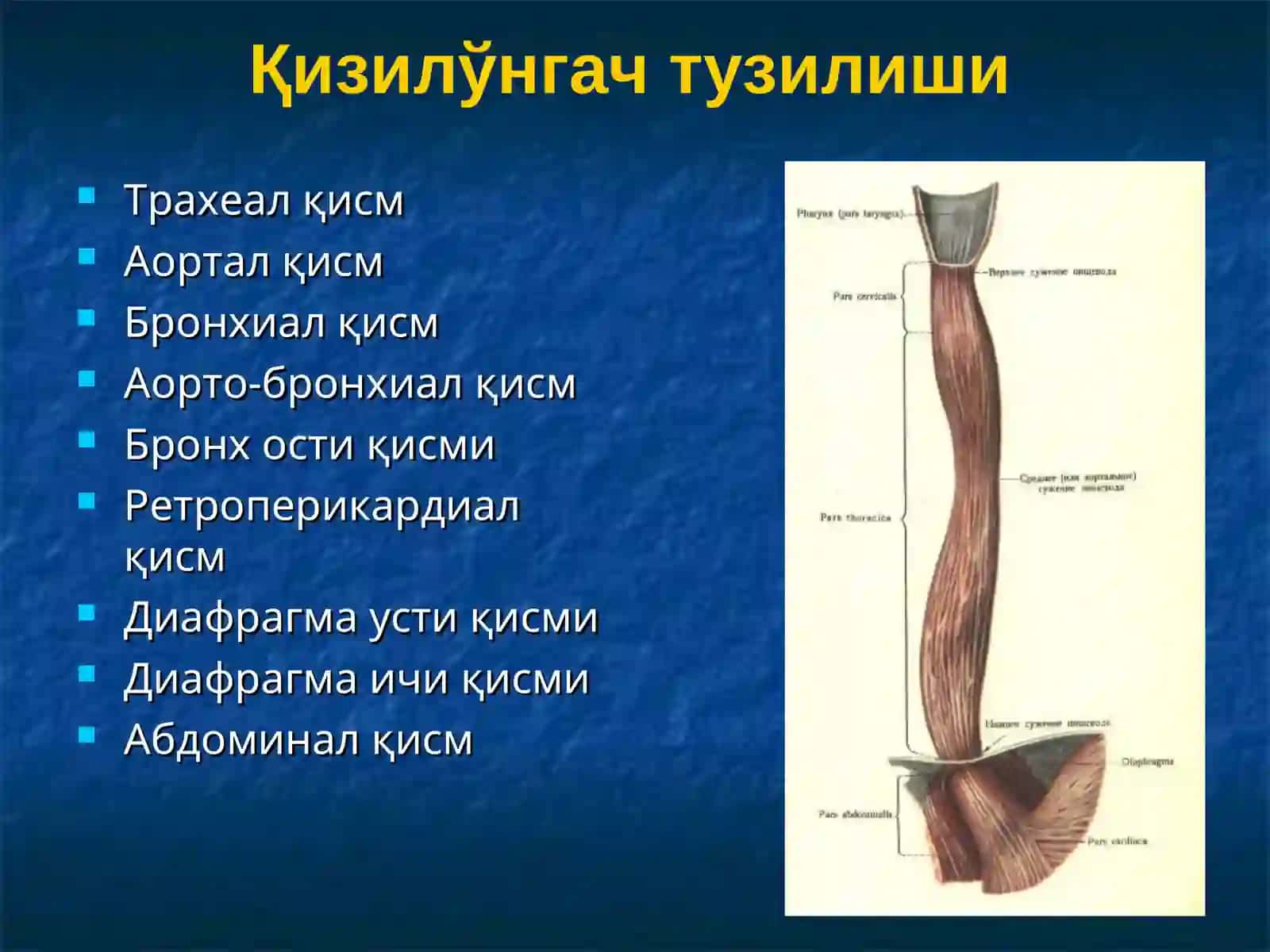 Қизилўнгач касалликлари. Кардиоспазм 4