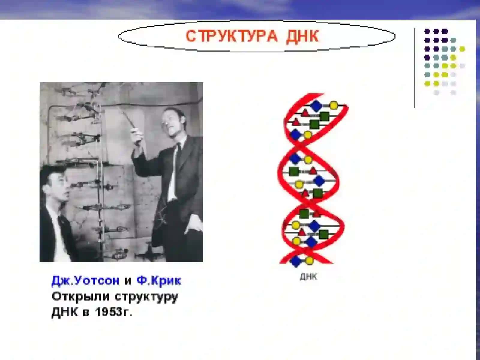 Молекуляр биология 4