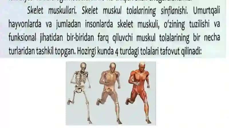 Muskullar fiziologiyasi 4