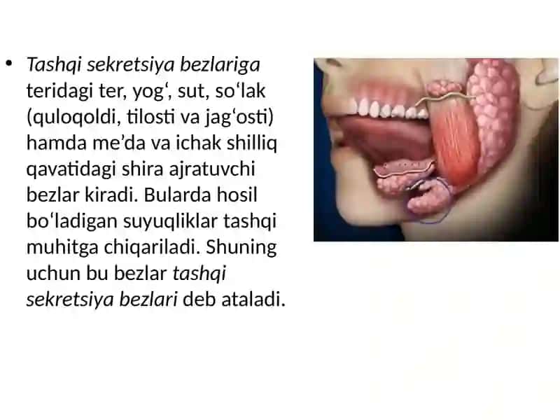 Bez sekretsiyasining ultrastruktura asoslari 4