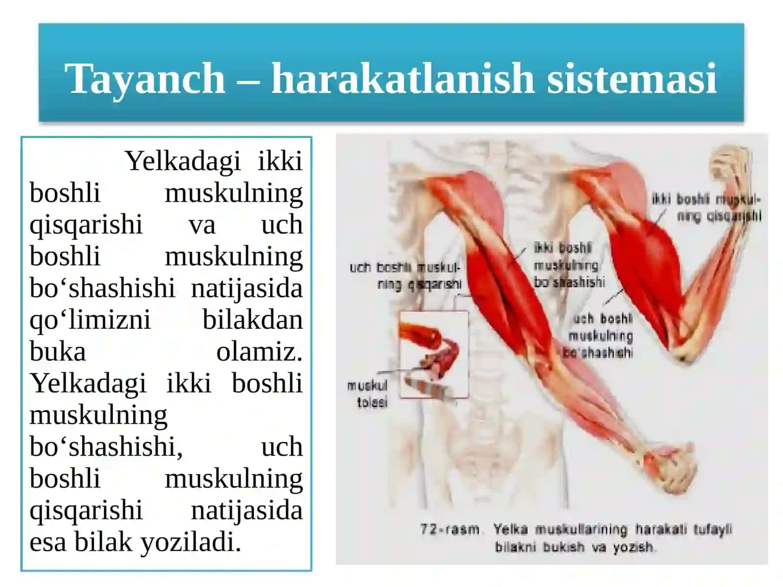 Yangimavzurejasi 4