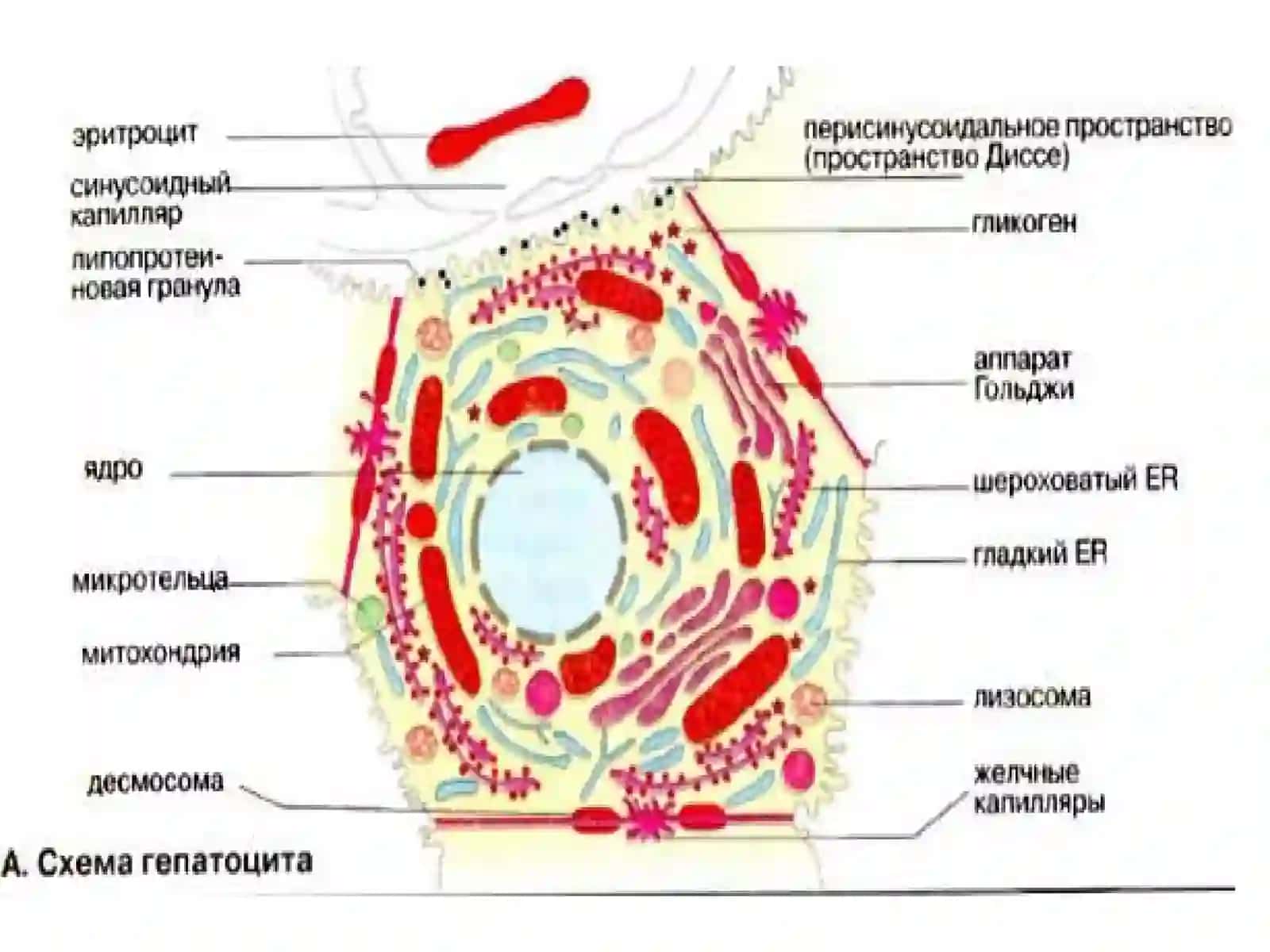 Жигар биокимёси 4