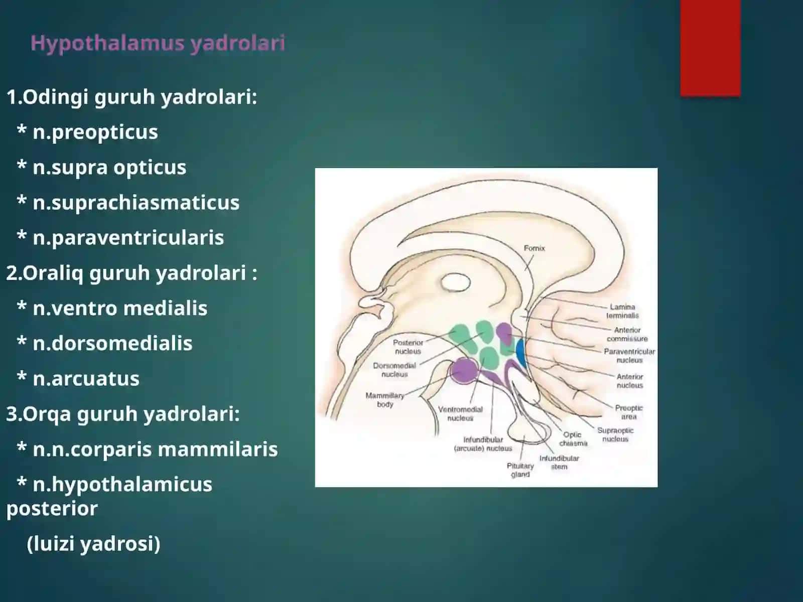Hypotalamus 4