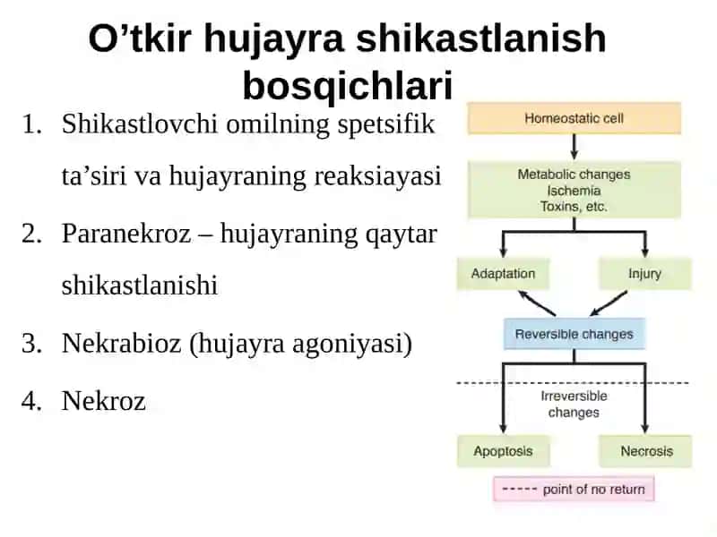 Hujayra shikastlanishida hujayralararo munosabatlarning buzulishi 4
