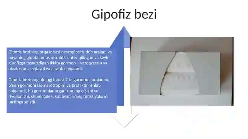 Tarmoqlangan naysimon bezlar 4