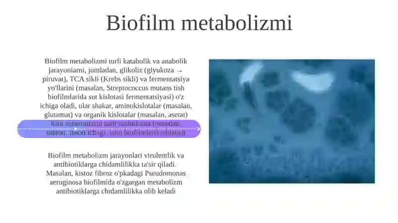 Bakteriyalarning bioplenkasi 4