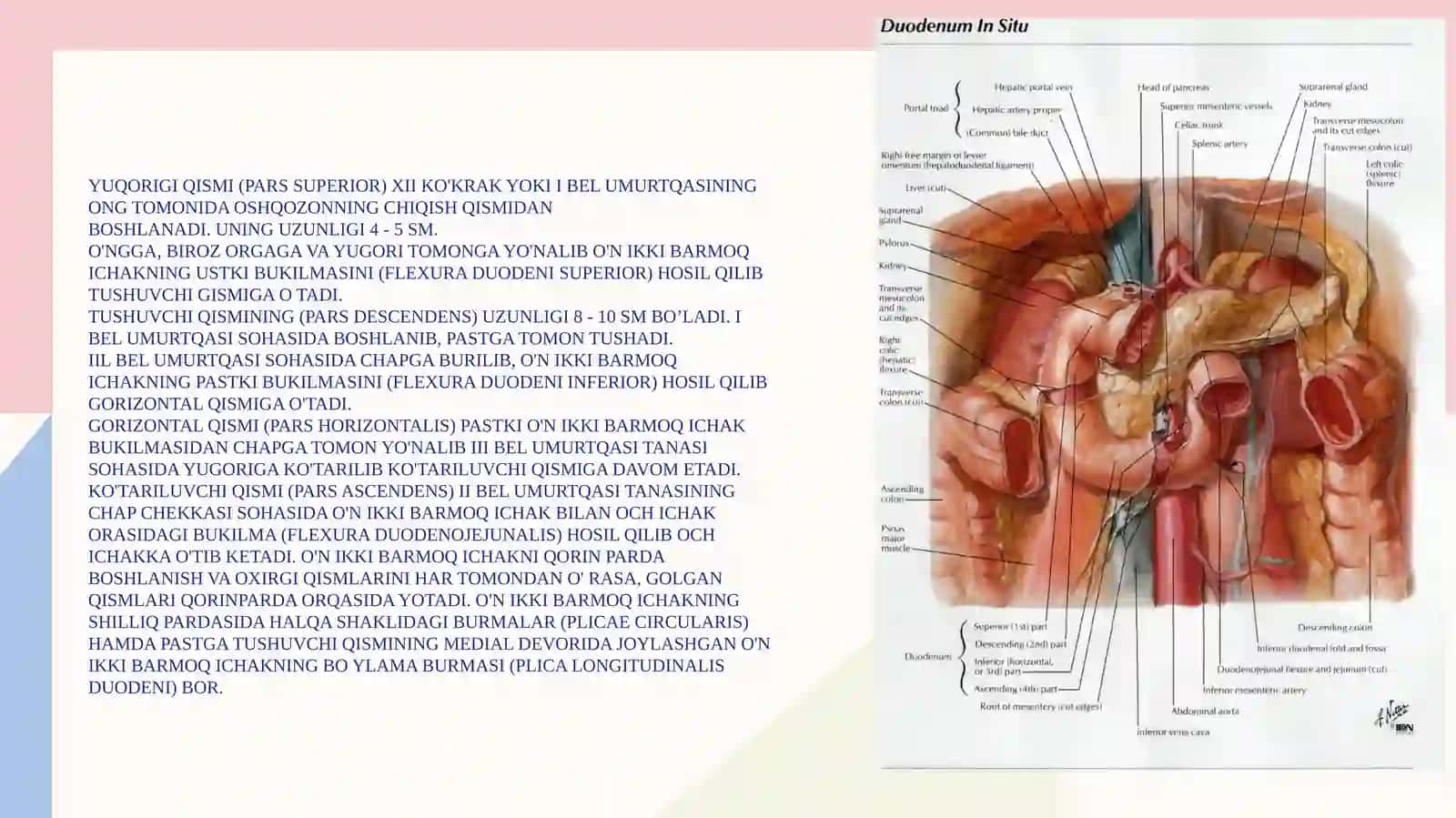 Ingichka Ichakning funksional vak'linik anatomiysi 4