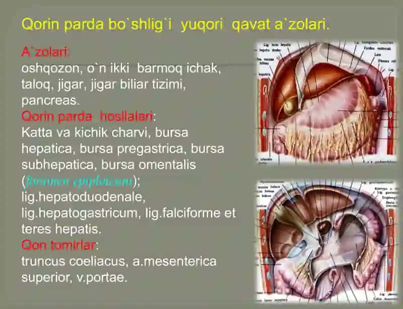Qorinbo`shlig`ining klinika anatomiyasi 4