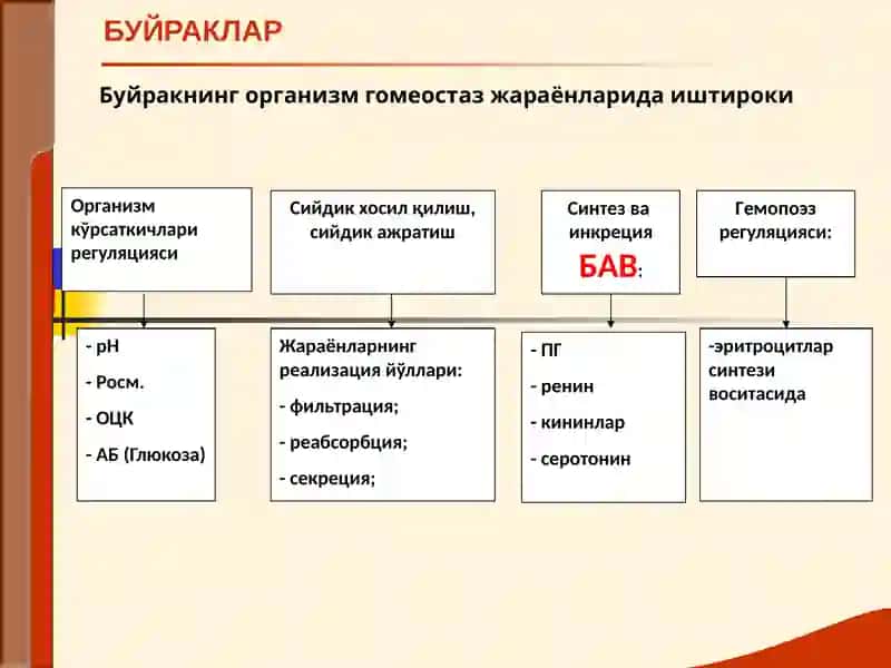 БУЙРАК КАСАЛЛИКЛАРИ БИЛАН КАСАЛЛАНГАН БЕМОРЛАРНИ ТЕКШИРИШ. 4