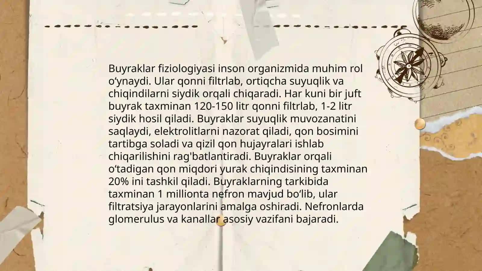 Buyraklar anatomiyasi 4