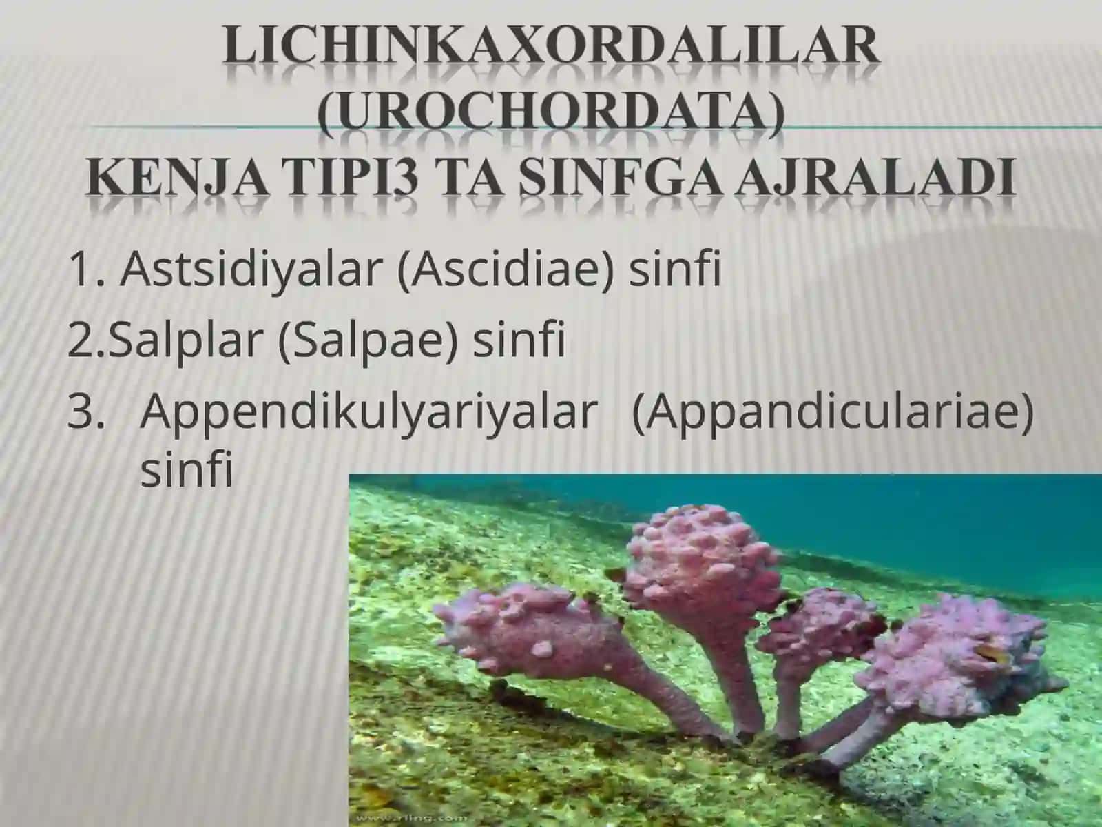 Xordalilar (Хордалилар) 4