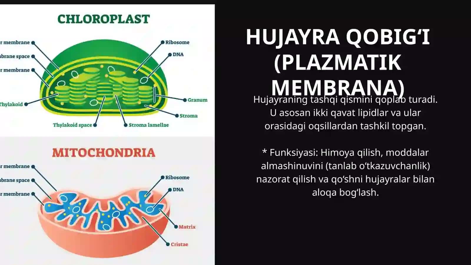 HUJAYRA QOBIG‘I (PLAZMATIK MEMBRANA) 4