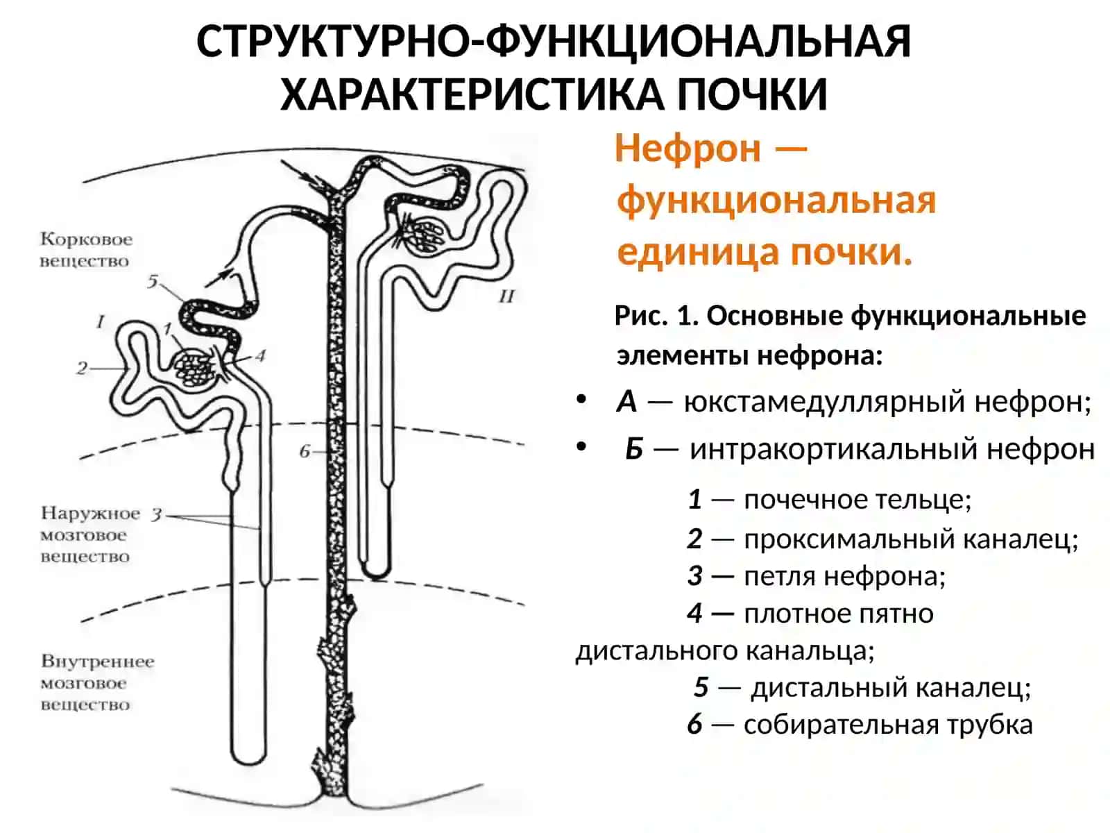Физиология выделительной системы 4