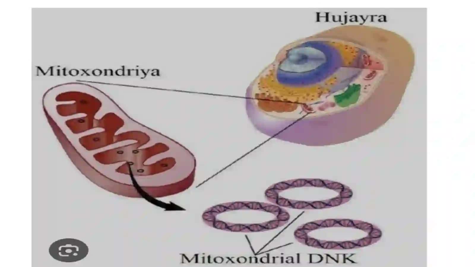 Hujayra tuzılıshı 4
