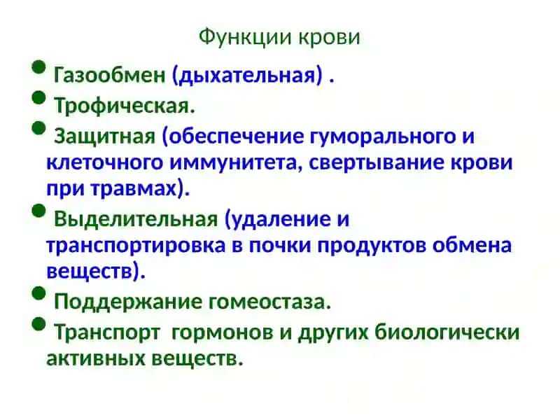 Ткани внутренней среды. Кровь. Гемопоэз 4