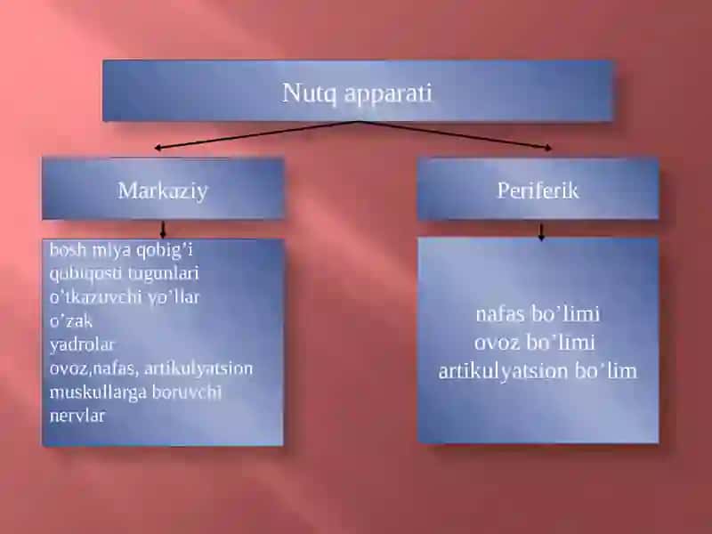 NUTQNING ANATOMIK-FIZIOLOGIK MEXANIZMLARI 4