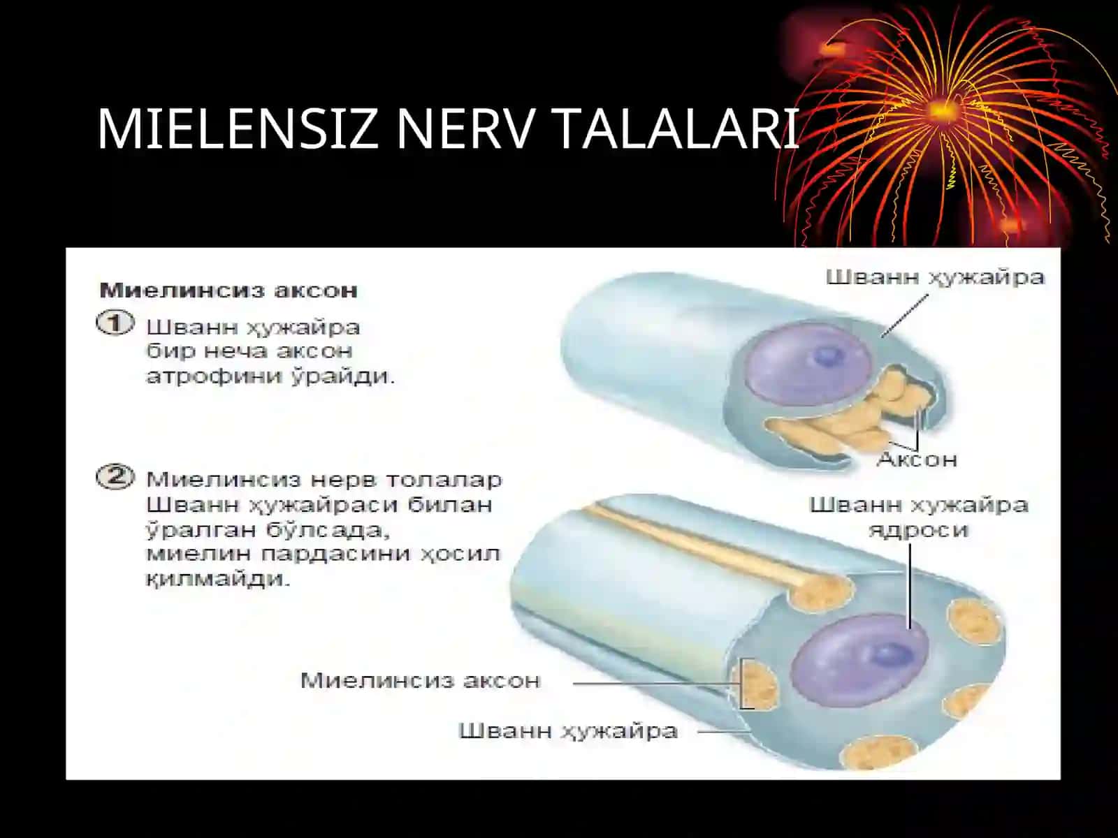 MIELINLI NERV TАLALARI 4