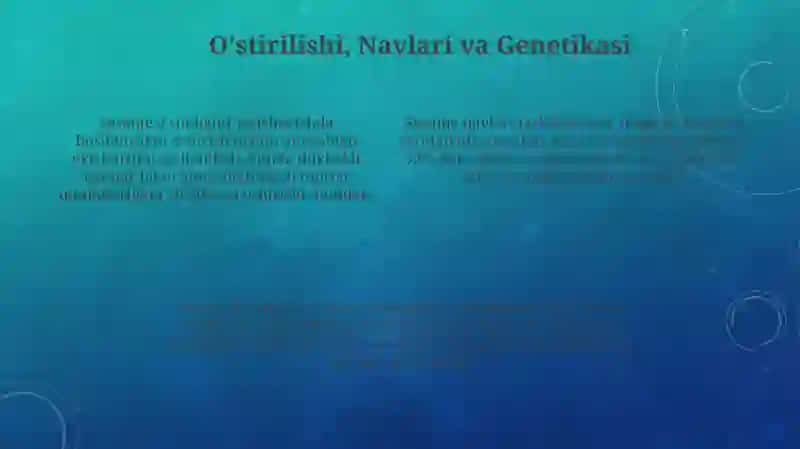 Sesame: Tarixi, Botanikasi va O'stirilishi 4