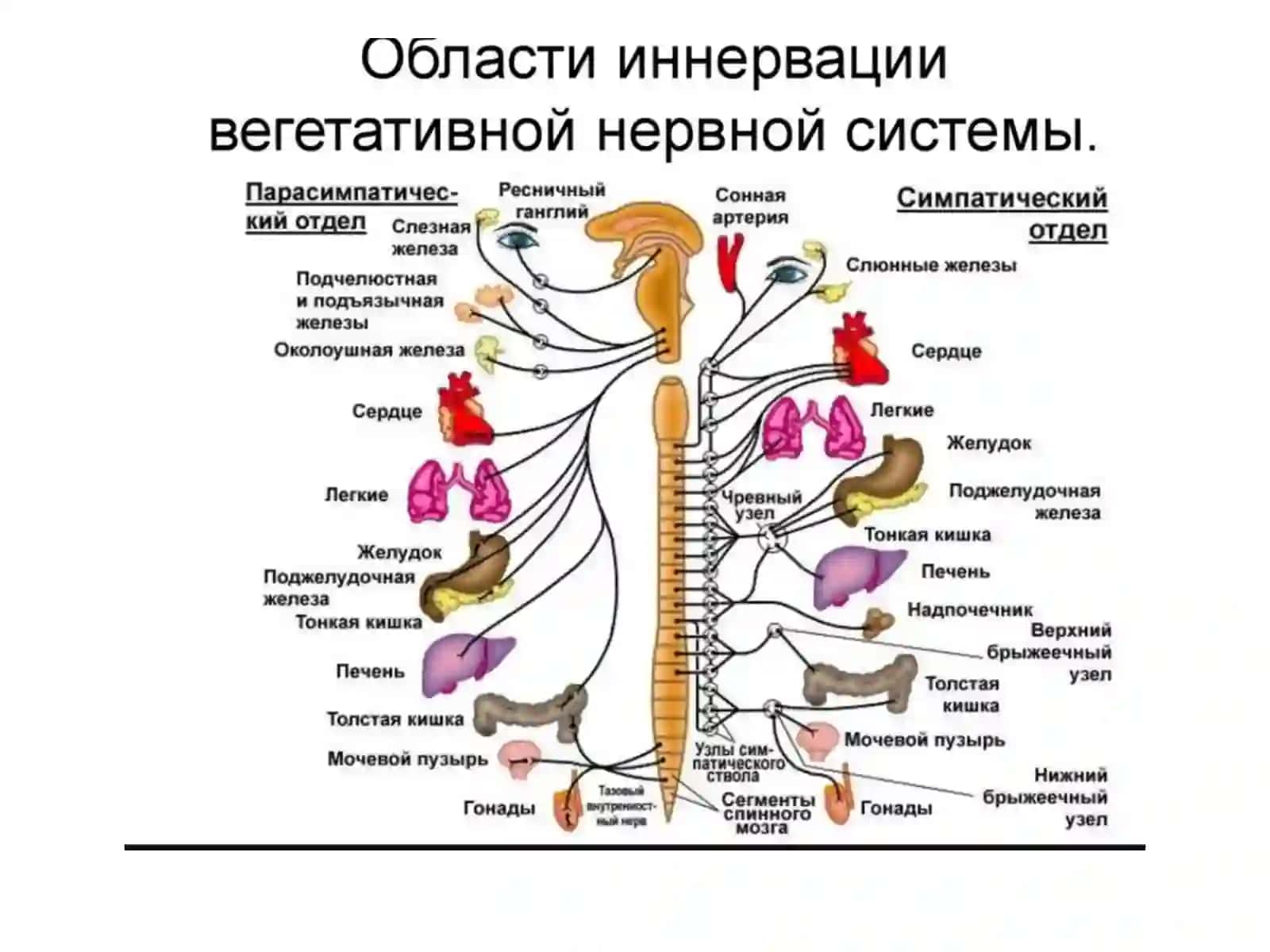 АСАБ ТИЗИМИ КЛИНИК АНАТОМИЯСИ 4