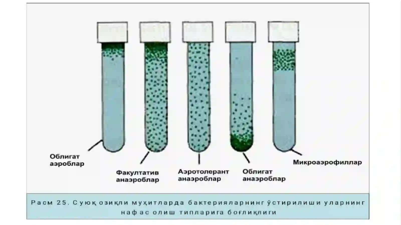 Bakteriyalarning nafas olishi 4