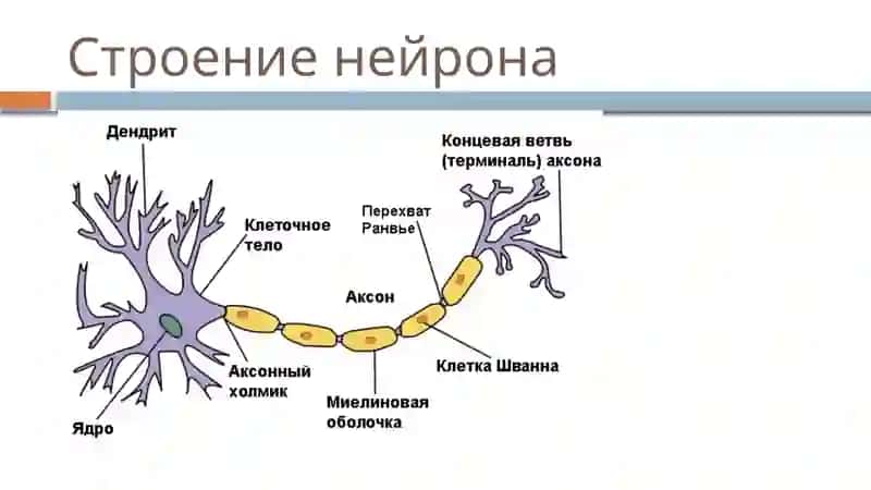 ГОЛОВНОЙ И СПИННОЙ МОЗГ 4