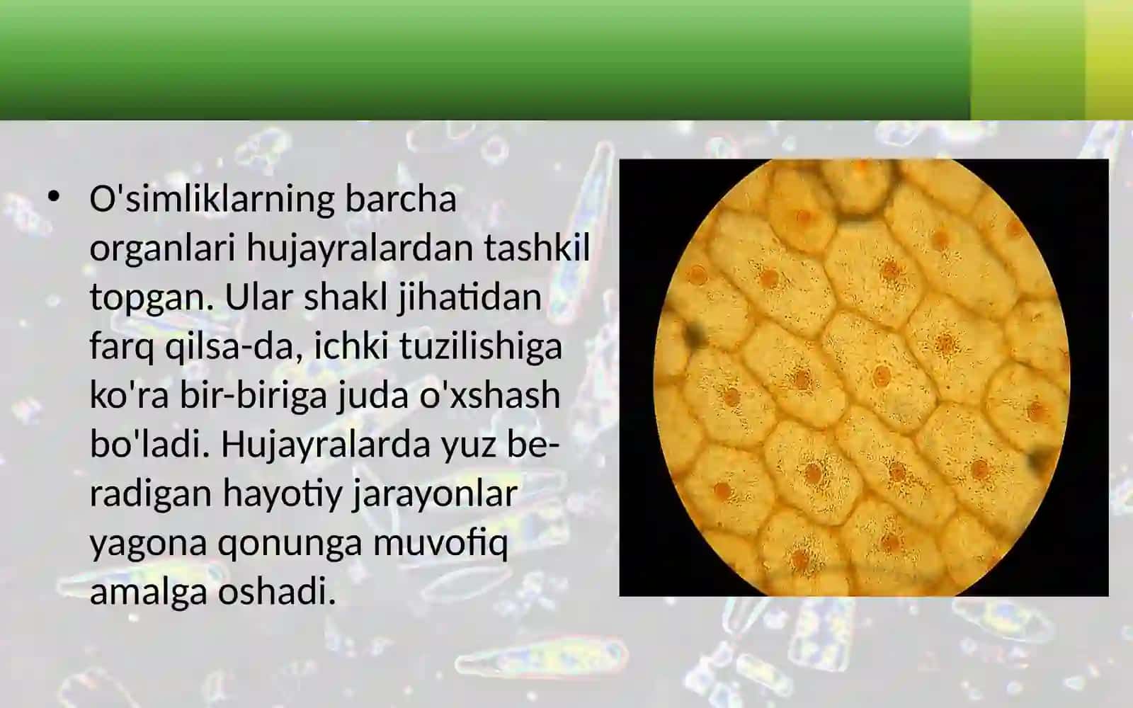 O'SIMLIKHUJAYRASINING TUZILISHI 4