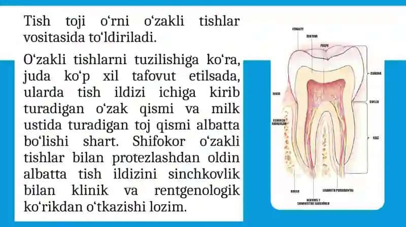 O‘ZAKLI TISHLAR TAYYORLASH TEXNOLOGIYASI 4