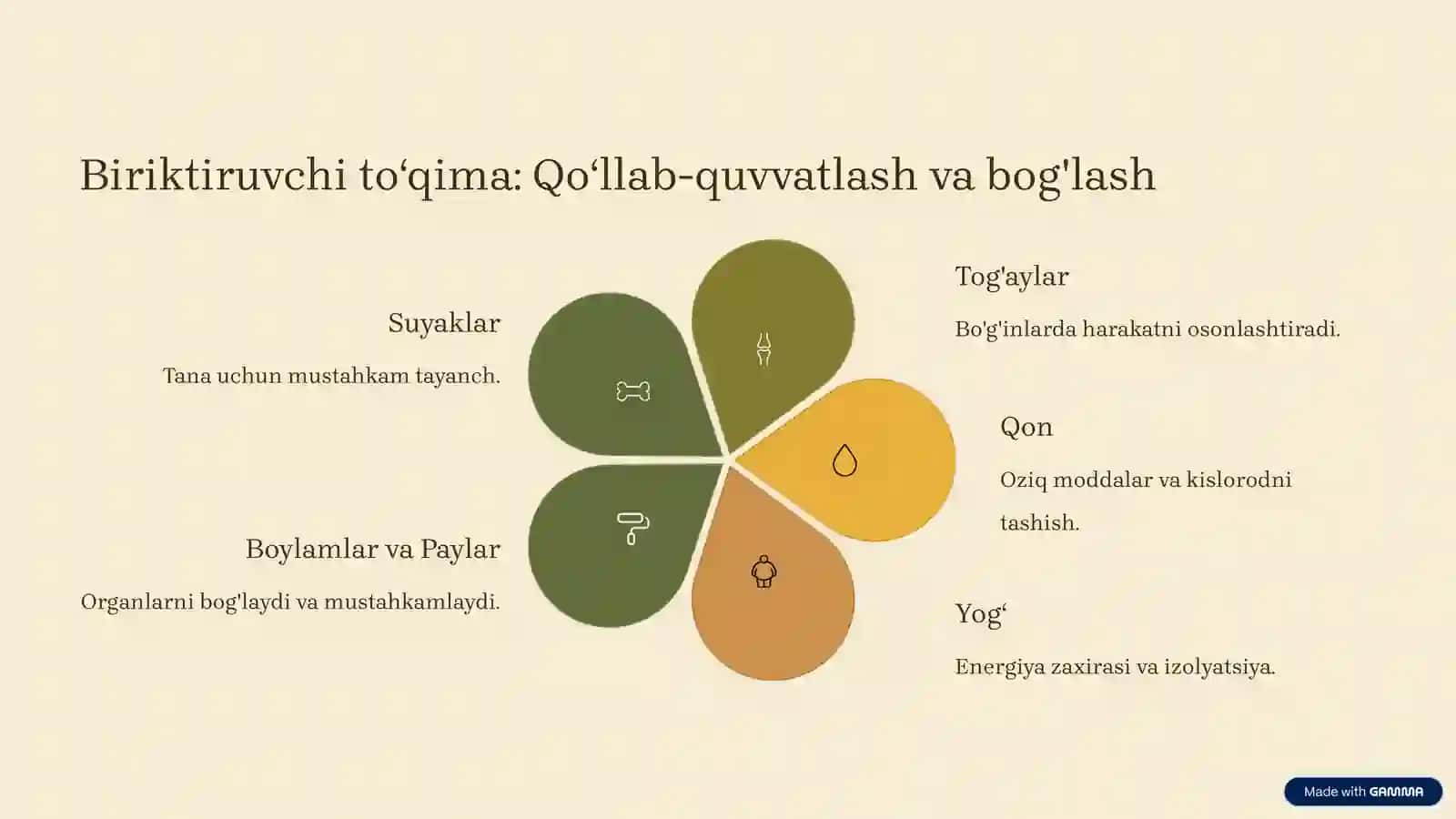 Toʻqimalar tuzilishi va turlari 4
