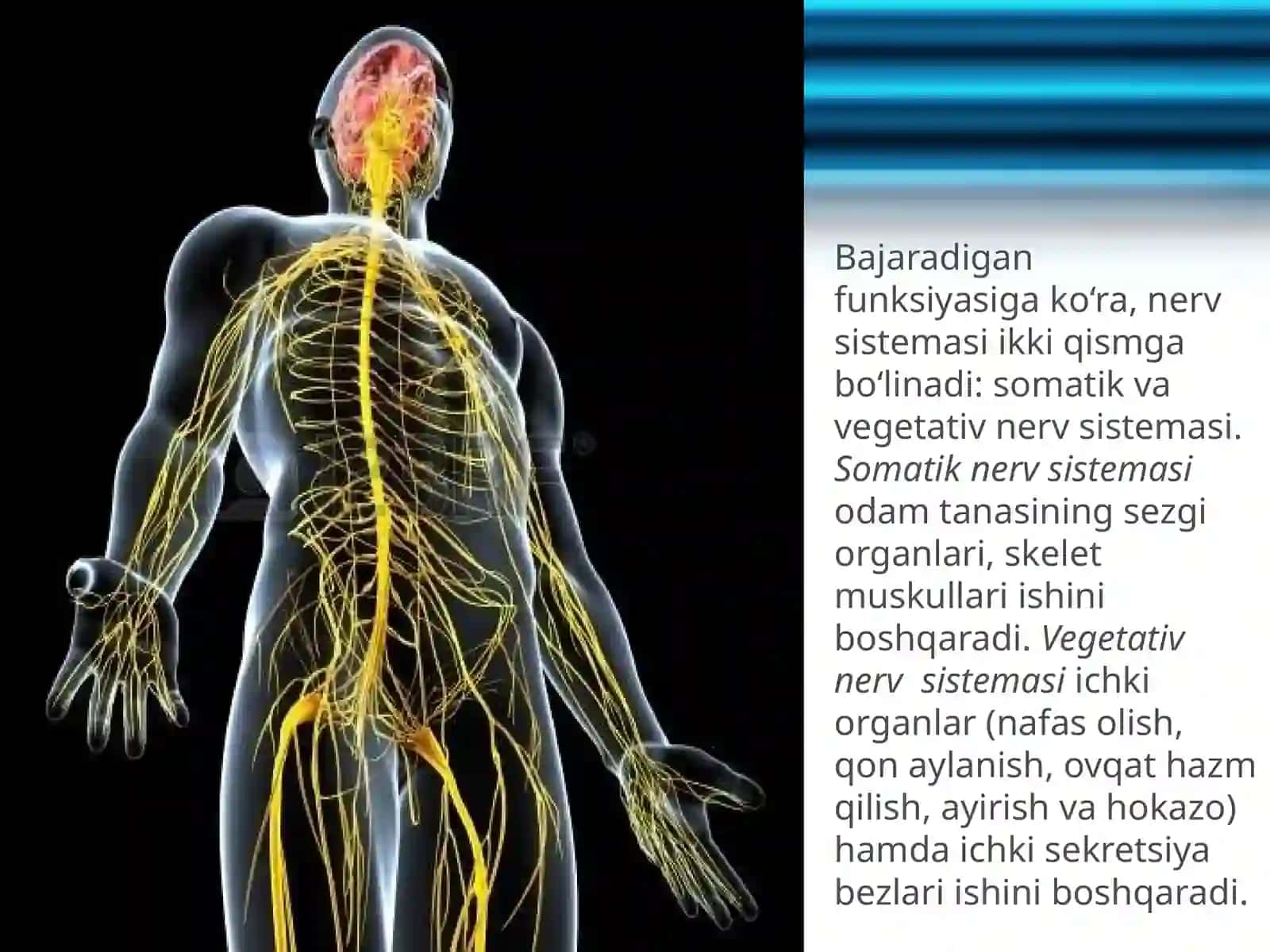 Nerv sistemasining ahamiyati va tuzilishi 4