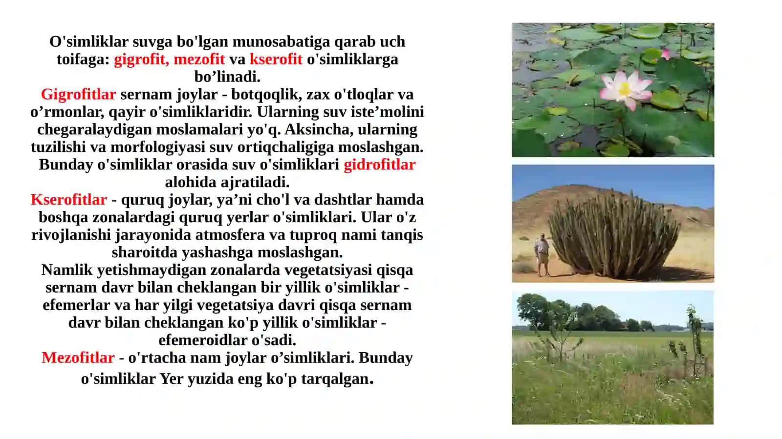 O'simliklar va hayvonot dunyosi. Taqdimot 4