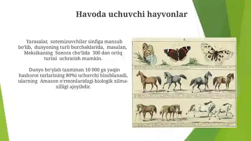 Umurtqali hayvonlar 4